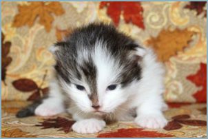 Male Siberian Kitten from Deedlebug Siberians